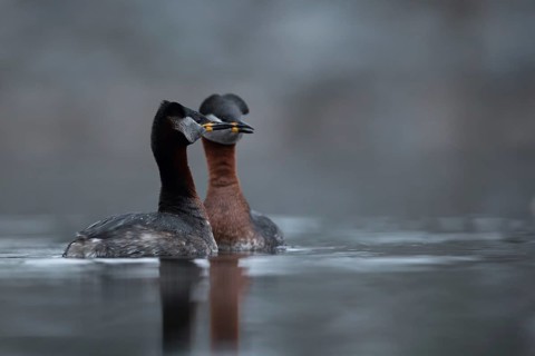 Red-necked Grebe (Podiceps grisegena) pair displaying, Mecklenburg-Western Pomerania, Germany