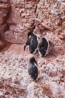 Common guillemot (Uria aalge) sitting on a cliff, wildlife, Helgoland, Germany