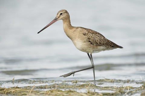 Black-tailed Godwit (Limosa limosa melanuroides) juvenile foraging at shoreline, Dornod-Aimag,