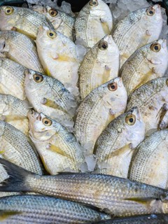 Red Sea Fish, Fish Market in Hurghada, Egypt