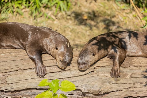 Loving couple. Two giant otter or giant river otter (Pteronura brasiliensis) male and female,