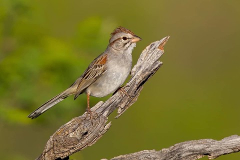 Rufous-winged Sparrow (Peucaea carpalis), Arizona, USA