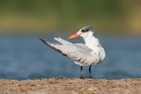 Caspian Tern (Hydroprogne caspia), Eilat, Israel