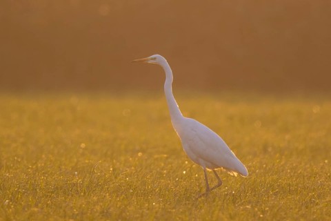 Great Egret (Ardea alba), North Rhine-Westphalia, Germany