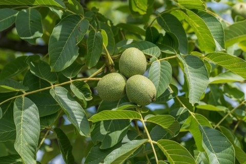 Walnut (Juglans regia 'Ockerwitzer Lange'), Cambridge Botanical Garden, Germany