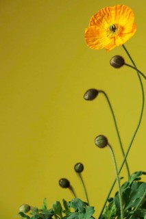Still life with poppies, Germany