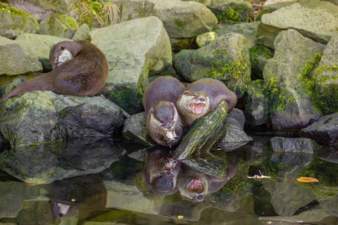 Three oriental small-clawed otter or Asian small-clawed otter (Aonyx cinerea) are standing on a