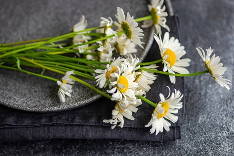 Top view of fresh white daisies arranged on ceramic plates with a dark fabric background. The