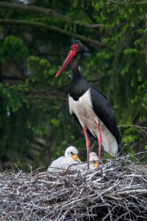 Black stork, ciconia nigra, black stork, birds, breed, brood, ciconiiformes, high size, portrait