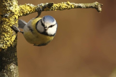 Eurasian Blue Tit (Cyanistes caeruleus), Lower Saxony, Germany