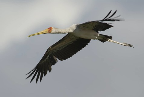 Yellow-billed Stork (Mycteria ibis) flying, Ethiopia