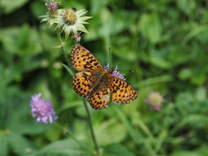 An orange butterfly, the Titania fritillary (Boloria titania), on a flower, surrounded by green