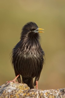 Spotless Starling (Sturnus unicolor) calling from a stone, Castile-La Mancha, Spain