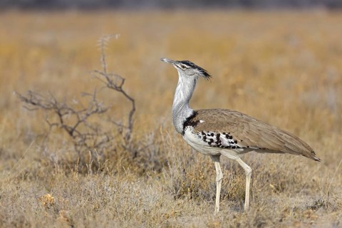 Kori Bustard (Ardeotis kori), Oshikoto, Etosha National Park, Namibia