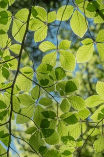 A blossoming tree branch with green leaves. The leaves are spread out and lying in the sunlight.