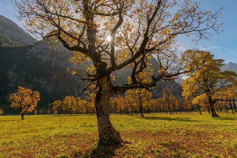 Engtal, Großer Ahornboden, Karwendel Mountains, Kalkalpen, Austria, Autumn-coloured sycamore maple