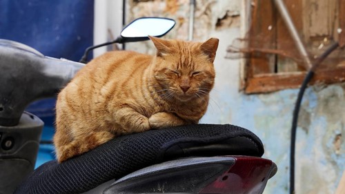 The orange-coloured cat has settled comfortably on a scooter, concrete background, Symi Town, Symi,