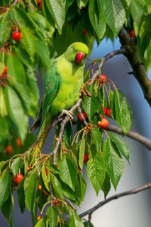 Rose-ringed Parakeet, Ring-necked Parakeet, (Psittacula krameri), Rhein-Pfalz-Kreis, Neuhofen,
