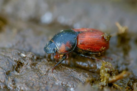 Aphodius scrutator, Coprimorphus scrutator, dung beetle, searching dung beetle, coleoptera, dung,
