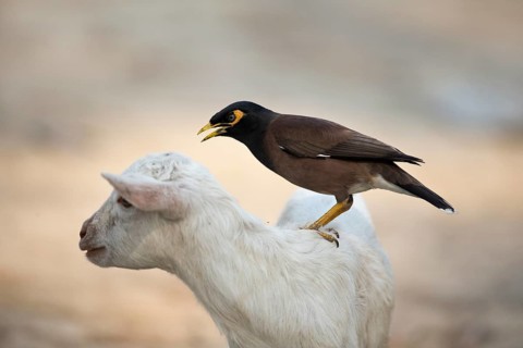 Common Myna (Acridotheres tristis) looking on a goat for ticks, Kaziranga National Park, India