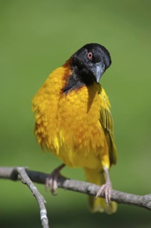 Textorweber / Dorfweber (Ploceus cucullatus), Village Weaver, Maennchen im Balzkleid, Juli, Heimat: