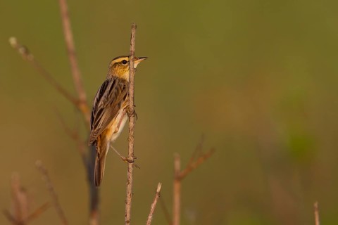 Aquatic Warbler - Seggenrohrsänger - Acrocephalus paludicola, Poland