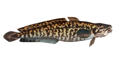 Fish, Fish, Family of cod, Gadus lota, the Burbot, Historical, digitally restored reproduction from