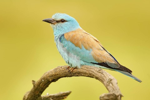 Roller in nature. Birdwatching in Hungary. Nice colour light blue bird European Roller sitting on