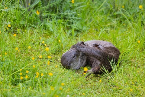 One Eurasian otter (Lutra lutra), playing in green vegetation, trying to catch his own tail. Some