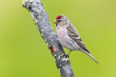 Redpoll, songbird, family of goldfinches, (Carduelis flammea), animals. Birds, Varanger Bird Park,