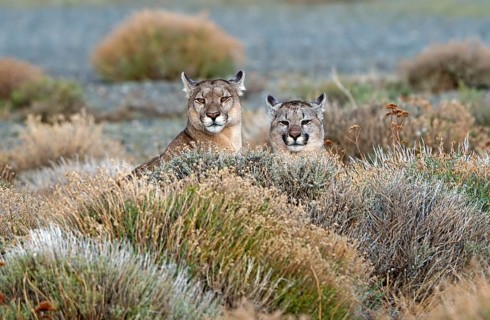 Cougar (Cougar concolor) female with young, Torres del Paine National Park, Chile, South America