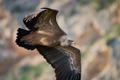 A graceful griffon vulture in mid-flight, wings spread wide as it glides over rugged terrain in