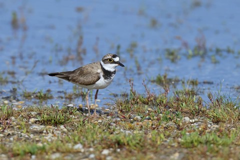 Little Ringed Plover (Charadrius dubius) adult bird standing on the lakeshore, Lake Neusiedl