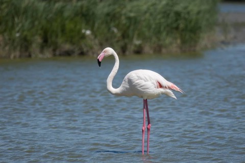 Greater Flamingo (Phoenicopterus roseus), marshland near the Rhône delta, Provence, Camargue,