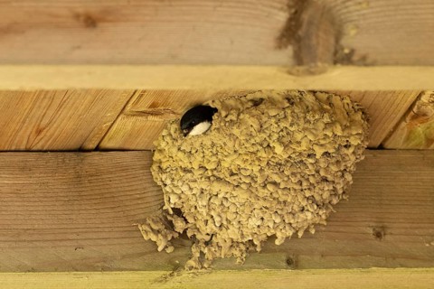 A mud nest with a swallow's head perched on a wooden surface, house martins (Delichon urbicum)