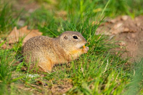 European ground squirrel (Spermophilus citellus) on a meadow, Bavaria, Germany