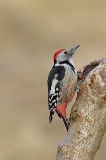 Middle spotted woodpecker (Dendrocopos medius) sitting at a water pot in a tree trunk, Animals,
