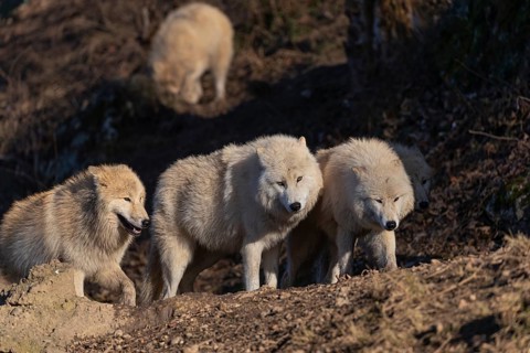 Five adult Arctic wolves (Canis lupus arctos) walking through a forest on hilly ground. Early