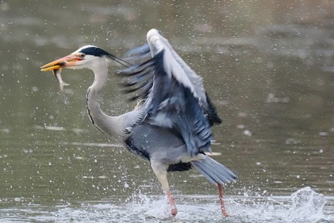 A grey heron (Ardea cinerea) catches a fish in the water, surrounded by splashing water and