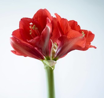 Amaryllis blossoms (Hippeastrum striatum)