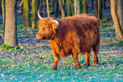 One Highland cow (Bos (primigenius) taurus) stands at a forest edge