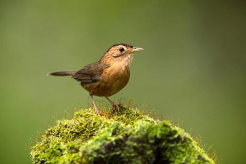 Brown-capped Babbler (Pellorneum fuscocapillus) perched on a mossy fallen tree trunk, Kutugala, Sri