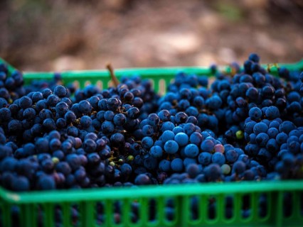 A close-up of freshly harvested grapes in a green crate at a vineyard in Mallorca, Spain. The image