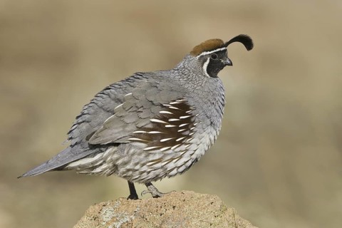 Gambel's Quail (Callipepla gambelii) male, Arizona, USA