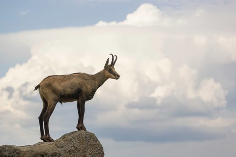 An adult male chamois (Rupicapra rupicapra) stands on a rock in low light and overlooks its
