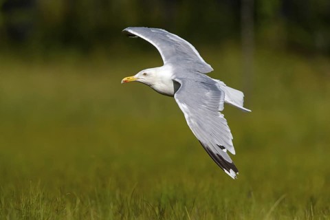 Herring Gull, Animals, Birds, Family of Gulls, (Larus argentatus), Aerial view, Lentiira, Lentiira