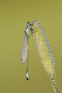 Blue-tailed damselfly (Ischnura elegans), male with dewdrops, North Rhine-Westphalia, Germany