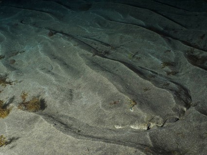 Underwater photograph of an angel shark (Squatina squatina) at night, well camouflaged against the