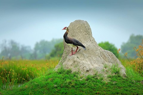 Spur-winged goose, Plectropterus gambensis, big black African bird with red bill sitting on the