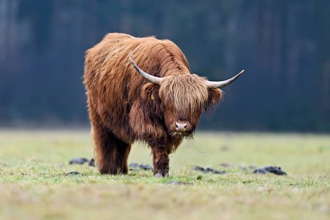 Highland cattle (Bos taurus), adult animal eating grass in a meadow, Switzerland